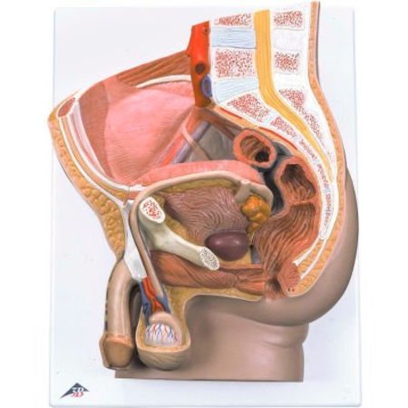 3B® Anatomical Model - Male Pelvis, 2-Part -  FABRICATION ENTERPRISES, 985396